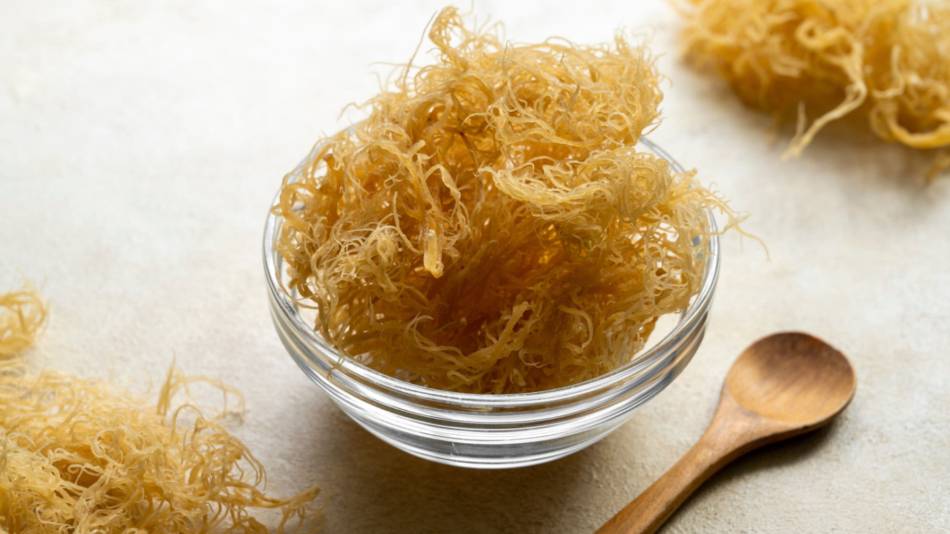 Sea moss in a clear bowl next to a wooden spoon on the countertop