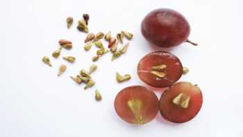 Benefits of Grape Seed Extract -- grapes and seeds