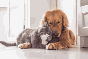 Cat and Dog Cuddling