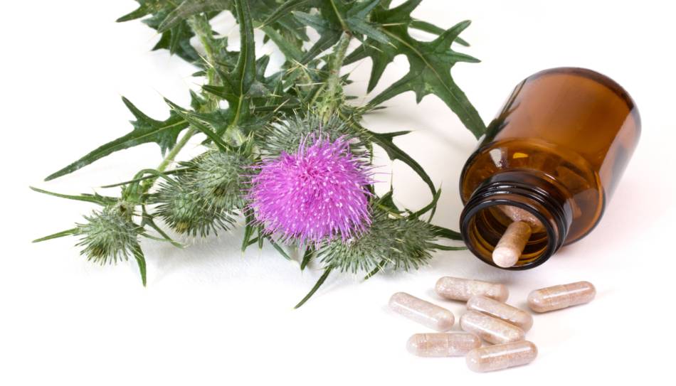 Milk Thistle Plant and Supplement on White Background