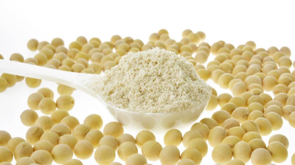Scoop of soy protein isolate placed among soybeans
