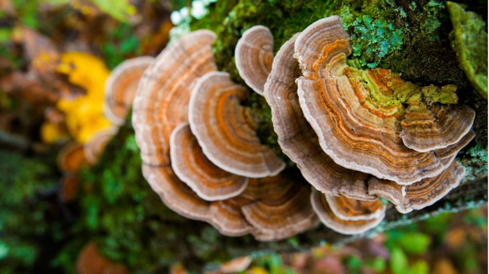 Turkey tail mushrooms growing on the side of a tree