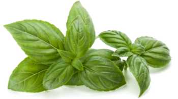 Basil Recalled Due to Salmonella Risk